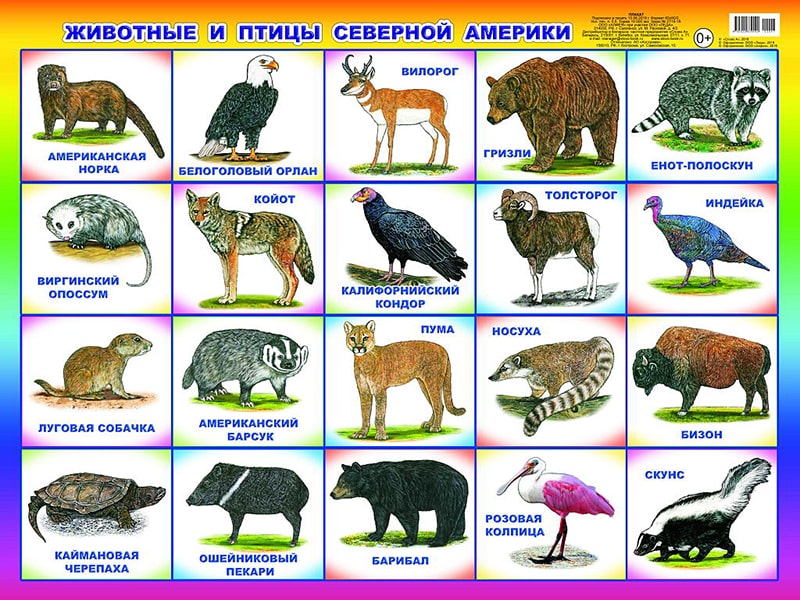 Животные и птицы Северной Америки. Плакат А2