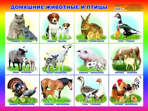 Домашние животные и птицы. Плакат А2