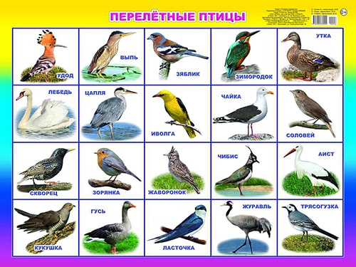 Перелётные птицы. Плакат А2