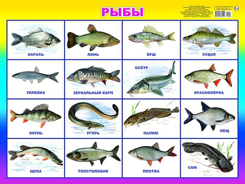 Рыбы. Плакат А2
