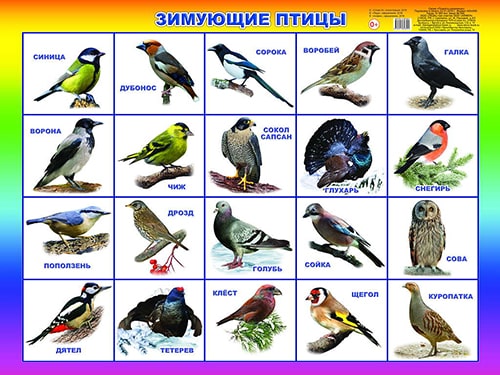 Зимующие птицы. Плакат А2