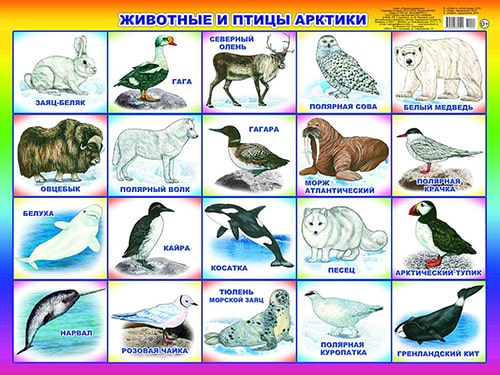 Животные и птицы Арктики. Плакат А2