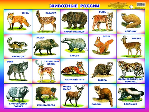 Животные России. Плакат А2