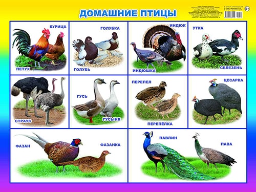 Домашние птицы. Плакат А2