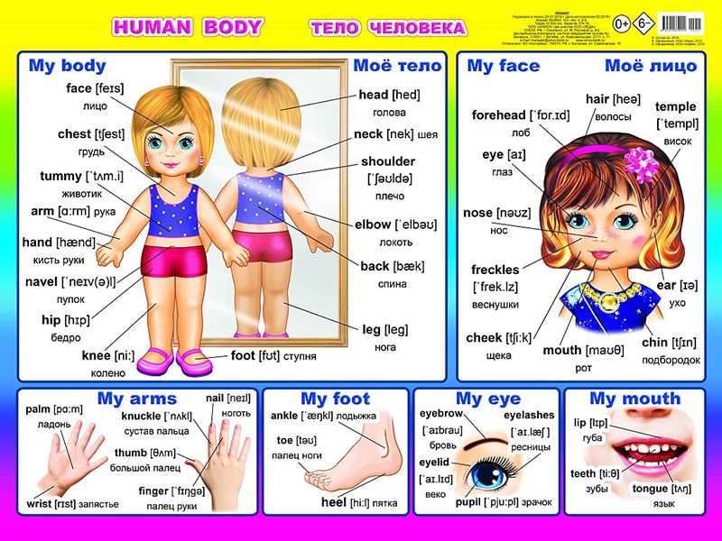 Human body. Плакат А2